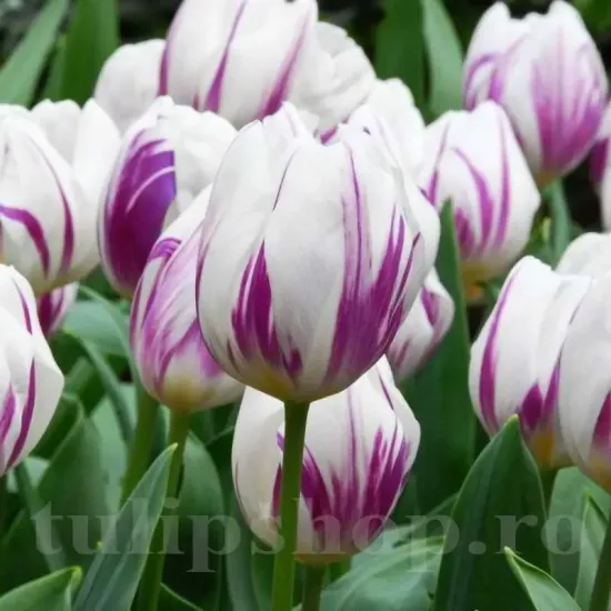 Bulbi Lalele Flaming Flag (Tulip) lalele triumph flaming flag violet gradina tulipshop