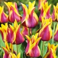 Bulbi Lalele Sonnet (Tulip)