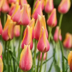 Bulbi Lalele Blushing Lady (Tulip)