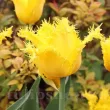 Bulbi Lalele Yellow Valery (Tulip) lalele yellow valery flori galbene franjurate detaliu 110x110