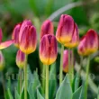 Bulbi Lalele Amberglow (Tulip) pachet bulbi lalea amber glow tulip shop 110x110