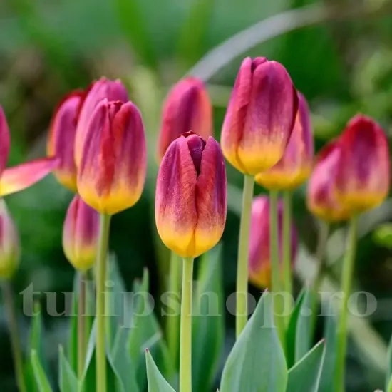 Bulbi Lalele Amberglow (Tulip) pachet bulbi lalea amber glow tulip shop