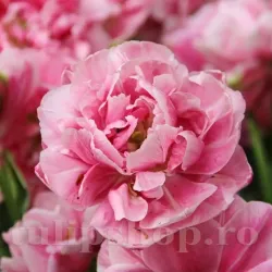 Bulbi Lalele Aveyron (Tulip)