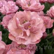 Bulbi Lalele Beachberry (Tulip) pachet bulbi lalea beachberry tulip shop 110x110