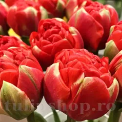 Bulbi Lalele Bombastic Red (Tulip) Bulbi Lalele Bombastic Red (Tulip)