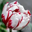 Bulbi Lalele Carnaval de Nice (Tulip) pachet bulbi lalea carnaval de nice tulip shop 110x110