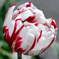 Bulbi Lalele Carnaval de Nice (Tulip)