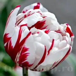 Bulbi Lalele Carnaval de Nice (Tulip)
