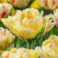 Bulbi Lalele Double Shake (Tulip)