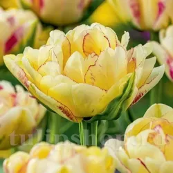 Bulbi Lalele Double Shake (Tulip)
