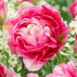 Bulbi Lalele Double Sugar (Tulip) pachet bulbi lalea double sugar tulip shop 110x110
