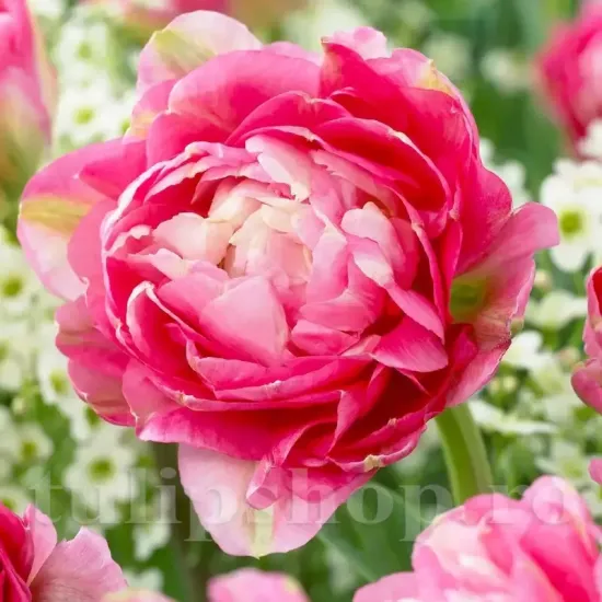 Bulbi Lalele Double Sugar (Tulip) pachet bulbi lalea double sugar tulip shop