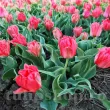 Bulbi Lalele Double Toronto (Tulip) pachet bulbi lalea double toronto tulip shop 110x110