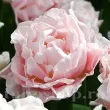 Bulbi Lalele Dreamer (Tulip) pachet bulbi lalea dreamer tulip shop 110x110