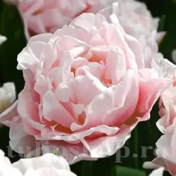 Bulbi Lalele Dreamer (Tulip)
