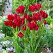 Bulbi Lalele Fiery Club (Tulip) pachet bulbi lalea fiery club tulip shop 110x110