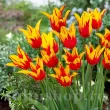Bulbi Lalele Fire Wings (Tulip) pachet bulbi lalea fire wings tulip shop 110x110