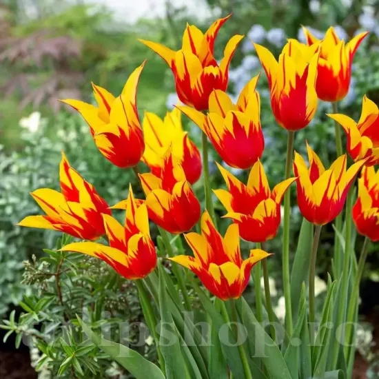 Bulbi Lalele Fire Wings (Tulip) pachet bulbi lalea fire wings tulip shop