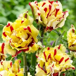 Bulbi Lalele Flaming Parrot (Tulip)