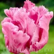 Bulbi Lalele Flamingo Queen (Tulip) pachet bulbi lalea flamingo queen tulip shop 110x110