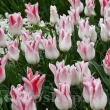 pachet bulbi lalea holland chic tulip shop 110x110