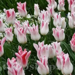Bulbi Lalele Holland Chic (Tulip) Bulbi Lalele Holland Chic (Tulip)
