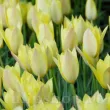 Bulbi Lalele Honky Tonk (Tulip) pachet bulbi lalea honky tonk tulip shop 110x110