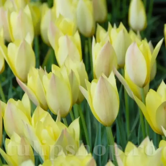 Bulbi Lalele Honky Tonk (Tulip) pachet bulbi lalea honky tonk tulip shop