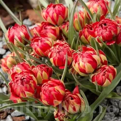 Bulbi Lalele Samantha (Tulip)