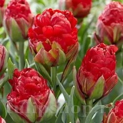 Bulbi Lalele Ice Cream Cranberry (Tulip) Bulbi Lalele Ice Cream Cranberry (Tulip)