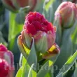 Bulbi Lalele Ice Cream Sorbet (Tulip) pachet bulbi lalea ice cream sorbet tulip shop 110x110