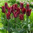 Bulbi Lalele Lasting Love (Tulip) pachet bulbi lalea lasting love tulip shop 110x110