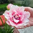Bulbi Lalele Magic Sensation (Tulip) pachet bulbi lalea magic sensation tulip shop 110x110