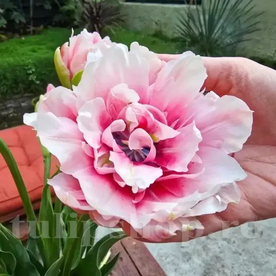 Bulbi Lalele Magic Sensation (Tulip) pachet bulbi lalea magic sensation tulip shop