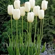 Bulbi Lalele Maureen (Tulip) pachet bulbi lalea maureen tulip shop 110x110