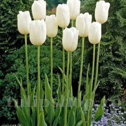 Bulbi Lalele Maureen (Tulip)