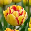 Bulbi Lalele Mayfair (Tulip) pachet bulbi lalea mayfair tulip shop 110x110