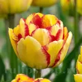 Bulbi Lalele Mayfair (Tulip)