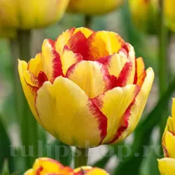 Bulbi Lalele Mayfair (Tulip)