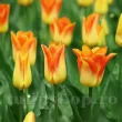 Bulbi Lalele Moonblush (Tulip) pachet bulbi lalea moonblush tulip shop 110x110