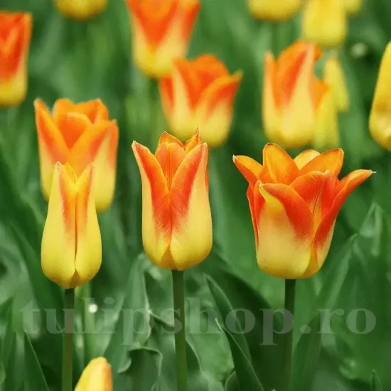 Bulbi Lalele Moonblush (Tulip) pachet bulbi lalea moonblush tulip shop