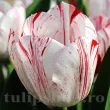 Bulbi Lalele One Direction (Tulip) pachet bulbi lalea one direction tulip shop 110x110