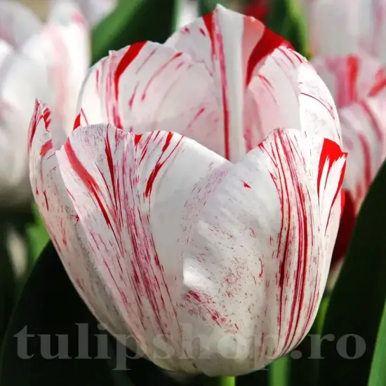 Bulbi Lalele One Direction (Tulip) pachet bulbi lalea one direction tulip shop