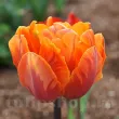 Bulbi Lalele Orange Princess (Tulip) pachet bulbi lalea orange princess tulip shop 110x110