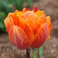 Bulbi Lalele Orange Princess (Tulip)