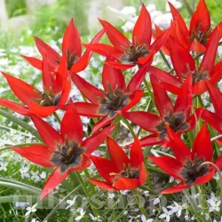 Bulbi Lalele Orphanidea Lizzy (Tulip)