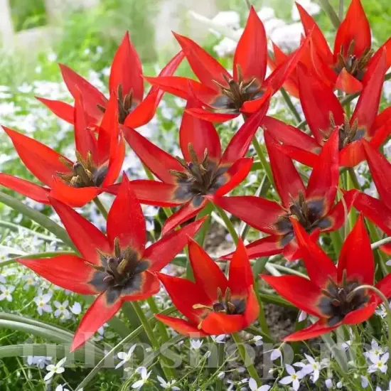 Bulbi Lalele Orphanidea Lizzy (Tulip) pachet bulbi lalea orphanidea lizzy tulip shop