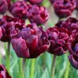 Bulbi Lalele Palmyra (Tulip) pachet bulbi lalea palmyra tulip shop 110x110