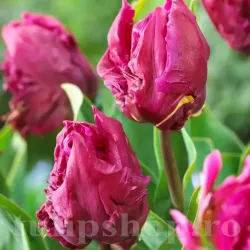 Bulbi Lalele Parrot Prince (Tulip)