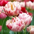 Bulbi Lalele Peptalk (Tulip) pachet bulbi lalea peptalk tulip shop 110x110